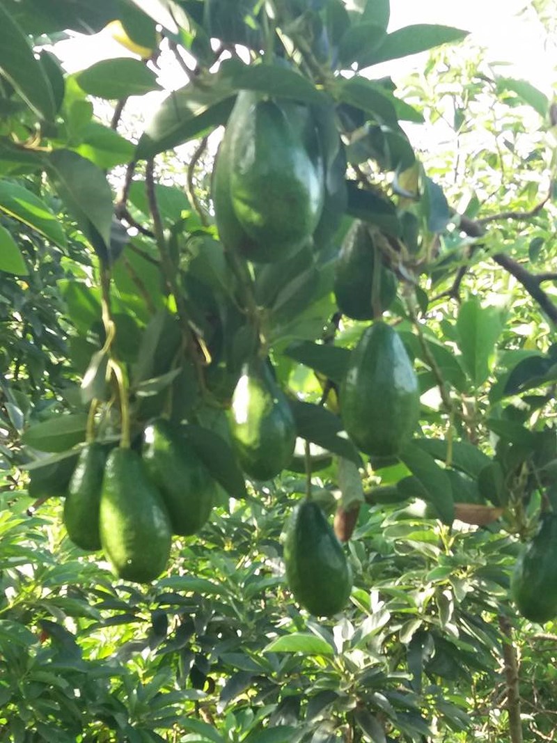 Đây[-]quả[-]là[-]một[-]cây[-]bơ[-]cổ[-]thụ,[-]nằm[-]giữa[-]mảnh[-]vườn,[-]tán[-]rộng[-]bao[-]trùm[-][-]như[-]một[-]“bóng[-]cây[-]cơ[-]nia”,[-]thân[-]chừng[-]hai[-]người[-]ôm[-]mới[-]hết,[-]trên[-]cây[-]có[-]đầy[-]quả,[-]đủ[-]các[-]cỡ[-]to,[-]nhỏ[-]hàng[-]năm[-]vào[-]dịp[-]Tết[-]mang[-]lại[-]cho[-]chủ[-]nguồn[-]thu[-]khá[-]lớn.